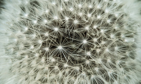 Spring and dandelions against the background of nature