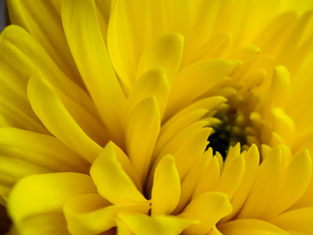flower and beautiful petals, close-up, yellow backgroundの写真素材