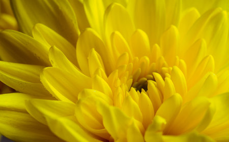 flower and beautiful petals, close-up, yellow backgroundの写真素材