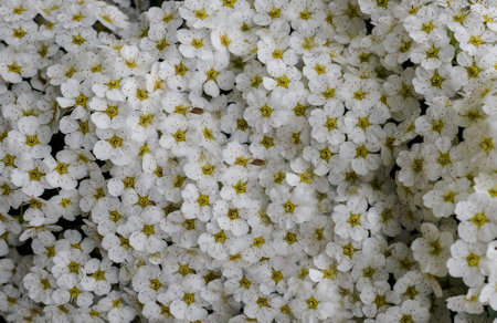 Abstract spring seasonal background with white flowers, natural easter floral image with copy space