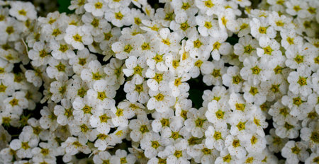 Abstract spring seasonal background with white flowers, natural easter floral image with copy space