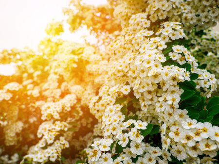 Abstract spring seasonal background with white flowers, natural easter floral image with copy space
