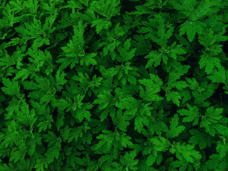 Green leaf texture. Green leaves pattern background. Natural background and wallpaper.の写真素材