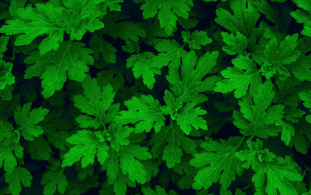 Green leaf texture. Green leaves pattern background. Natural background and wallpaper.の写真素材