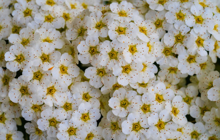 Abstract spring seasonal background with white flowers, natural easter floral image with copy space