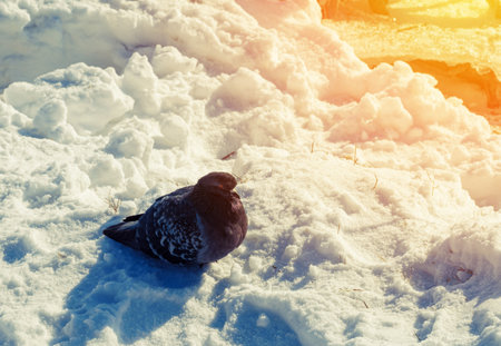 Winter. Dove sitting on the snowの写真素材