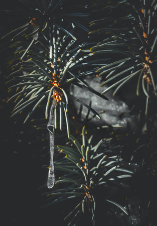 Close up of fir tree branches covered with melting snow and icicles in morning winter forest....