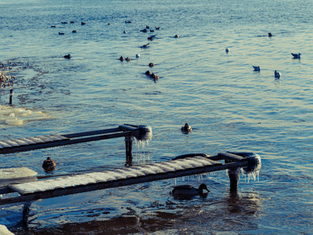 Ducks on winter pond, Ducks on winter pond, ducks on frozen pond on a sunny winter day, Duck Flocks Feeding and Swimming. mallard duck in a pond in the light of a winter morning.の写真素材