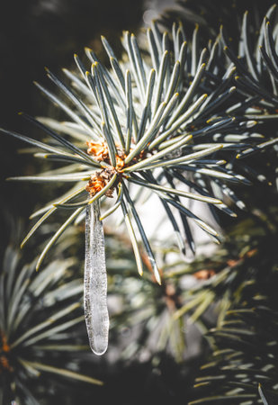 Close up of fir tree branches covered with melting snow and icicles in morning winter forest. Real spring, winter background.の写真素材