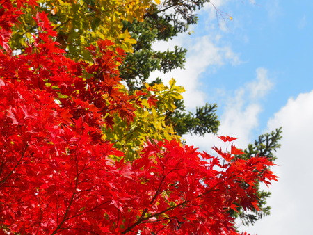 Autumn Maple, Japanの写真素材