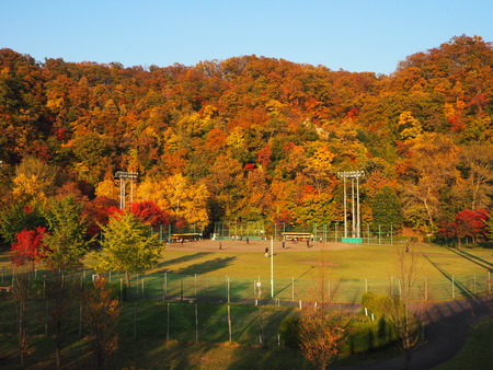 Baseball, fall, park, Autumn, Japan.の写真素材