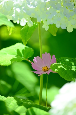 Cosmos, flower, Japan.の写真素材