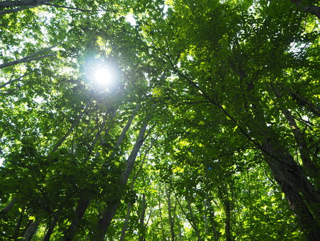 forest, nature.の写真素材
