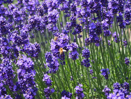 Lavender, Bee.の写真素材