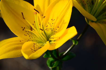 lily flowerの写真素材