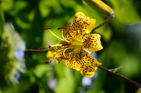 lily flower, yellow.の写真素材