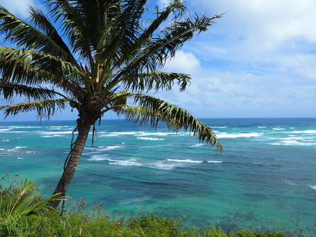 Hawaii, ocean, Palm tree.の写真素材