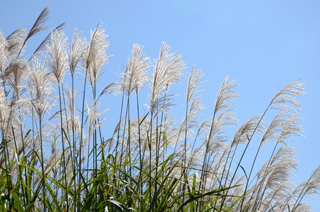 Japanese pampas grass. In Hokkaido.の写真素材