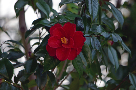 camelliaの写真素材