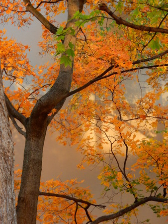 Lonely Autumnの写真素材