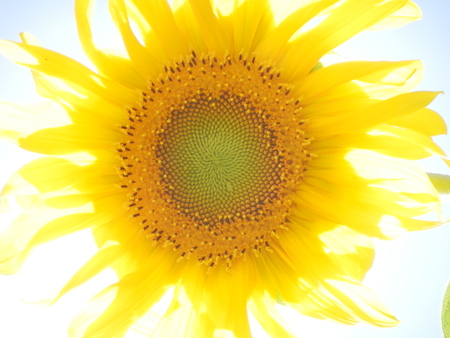 Sunflowerの写真素材