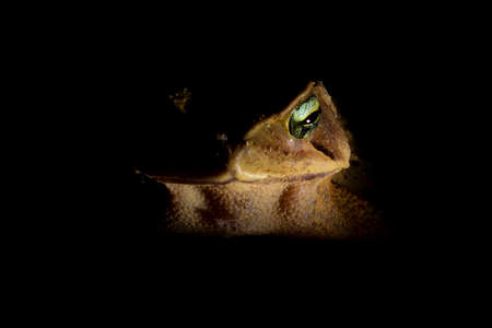 Cane toad on dark background. Cane toad (Rhinella marina), also known as Neotropical giant toad or marine toad, is a large terrestrial toad native to Central South America.の写真素材