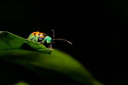 Cucumber beetle. Or Diabrotica balteata is a species of cucumber beetle in the family Chrysomelidae known commonly as the banded cucumber beetle.の写真素材