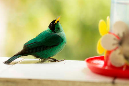 The Seven-coloured Tanager is a passerine bird in the Thraupidae family.の写真素材
