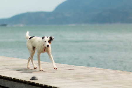 Dog is man's best friend and his faithful squire.の写真素材