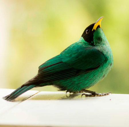 The Seven-coloured Tanager is a passerine bird in the Thraupidae family.の写真素材