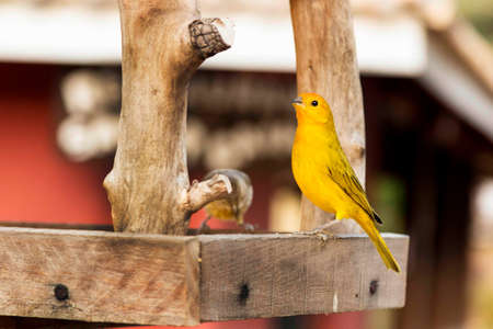 The canary (Serinus canaria) is a small songbird, member of the Fringillidae family.の写真素材