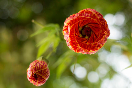The Chinese Lantern â Abutilon striatum is a shrub belonging to the Malvaceae family, native to southern Brazil, perennial, semi-hardwood, 2-3 meters tall and very ornamental.の写真素材