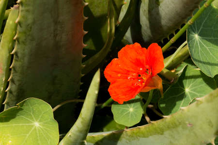 Orange flower in the garden on a summer day. Tropical flowers with multiple colors.の写真素材