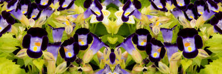 Flower in the garden on a summer day. Tropical flowers with multiple colors.の写真素材