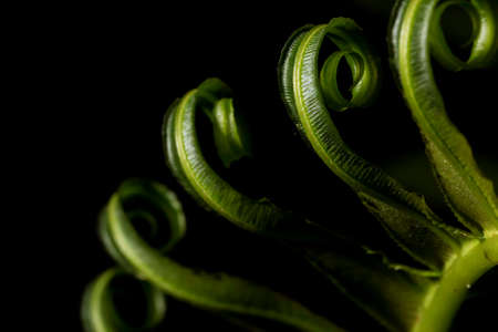 Ferns, or ferns, are vascular plants that are members of the pteridophytes taxon (which is no longer taxonomically valid and is only used as an informal denomination).の写真素材