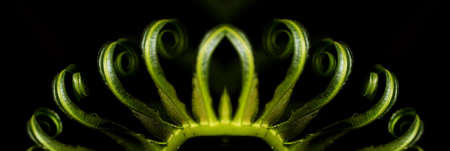 Ferns, or ferns, are vascular plants that are members of the pteridophytes taxon (which is no longer taxonomically valid and is only used as an informal denomination).の写真素材