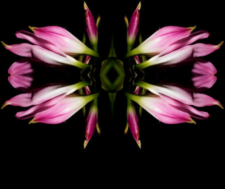 Crinum is a genus of about 180 species of perennials that have large showy flowers on leafless stems and develop from bulbs.の写真素材