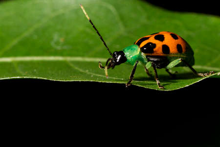 Ladybug is the common name of Coleopteran insects of the Coccinellidae family (Coccinellids).の写真素材