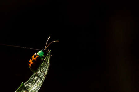 Ladybug is the common name of Coleopteran insects of the Coccinellidae family (Coccinellids).の写真素材