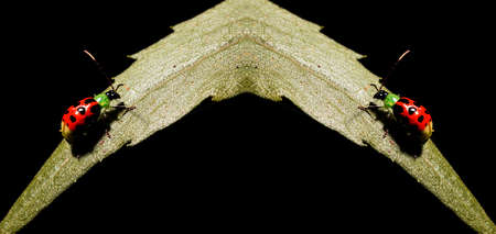 Ladybug is the common name of Coleopteran insects of the Coccinellidae family (Coccinellids).の写真素材