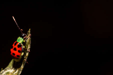 Ladybug is the common name of Coleopteran insects of the Coccinellidae family (Coccinellids).の写真素材