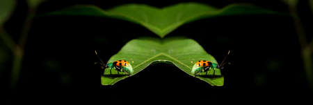 Ladybug is the common name of Coleopteran insects of the Coccinellidae family (Coccinellids).の写真素材