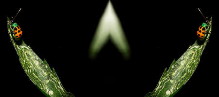 Ladybug is the common name of Coleopteran insects of the Coccinellidae family (Coccinellids).の写真素材