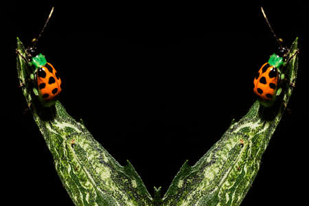 Ladybug is the common name of Coleopteran insects of the Coccinellidae family (Coccinellids).の写真素材