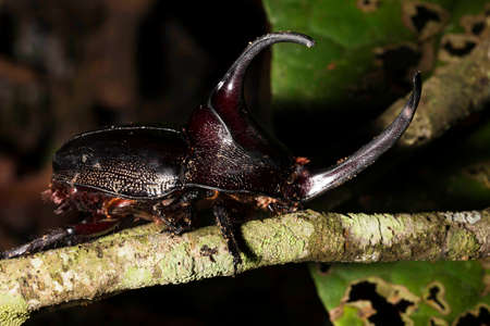 Japanese rhinoceros beetle. Allomyrina dichotoma, also known as the Japanese rhinoceros beetle, Japanese horned beetle or kabutomush is a species of rhinoceros beetle.の写真素材