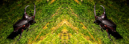 Japanese rhinoceros beetle. Allomyrina dichotoma, also known as the Japanese rhinoceros beetle, Japanese horned beetle or kabutomush is a species of rhinoceros beetle.の写真素材