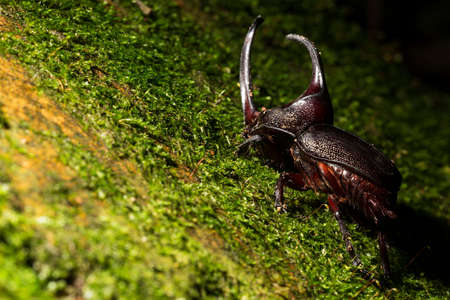 Japanese rhinoceros beetle. Allomyrina dichotoma, also known as the Japanese rhinoceros beetle, Japanese horned beetle or kabutomush is a species of rhinoceros beetle.の写真素材