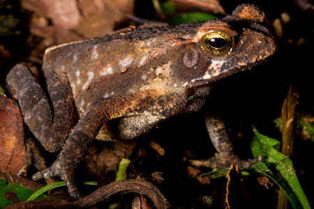 Cane toad, bull toad or cane toad, is a toad native to Central and South America. It belongs to the genus Rhinella, which includes hundreds of different frog species, mainly distributed throughout Brazil.の写真素材