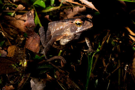 Cane toad, bull toad or cane toad, is a toad native to Central and South America. It belongs to the genus Rhinella, which includes hundreds of different frog species, mainly distributed throughout Brazil.の写真素材