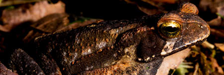 Cane toad, bull toad or cane toad, is a toad native to Central and South America. It belongs to the genus Rhinella, which includes hundreds of different frog species, mainly distributed throughout Brazil.の写真素材